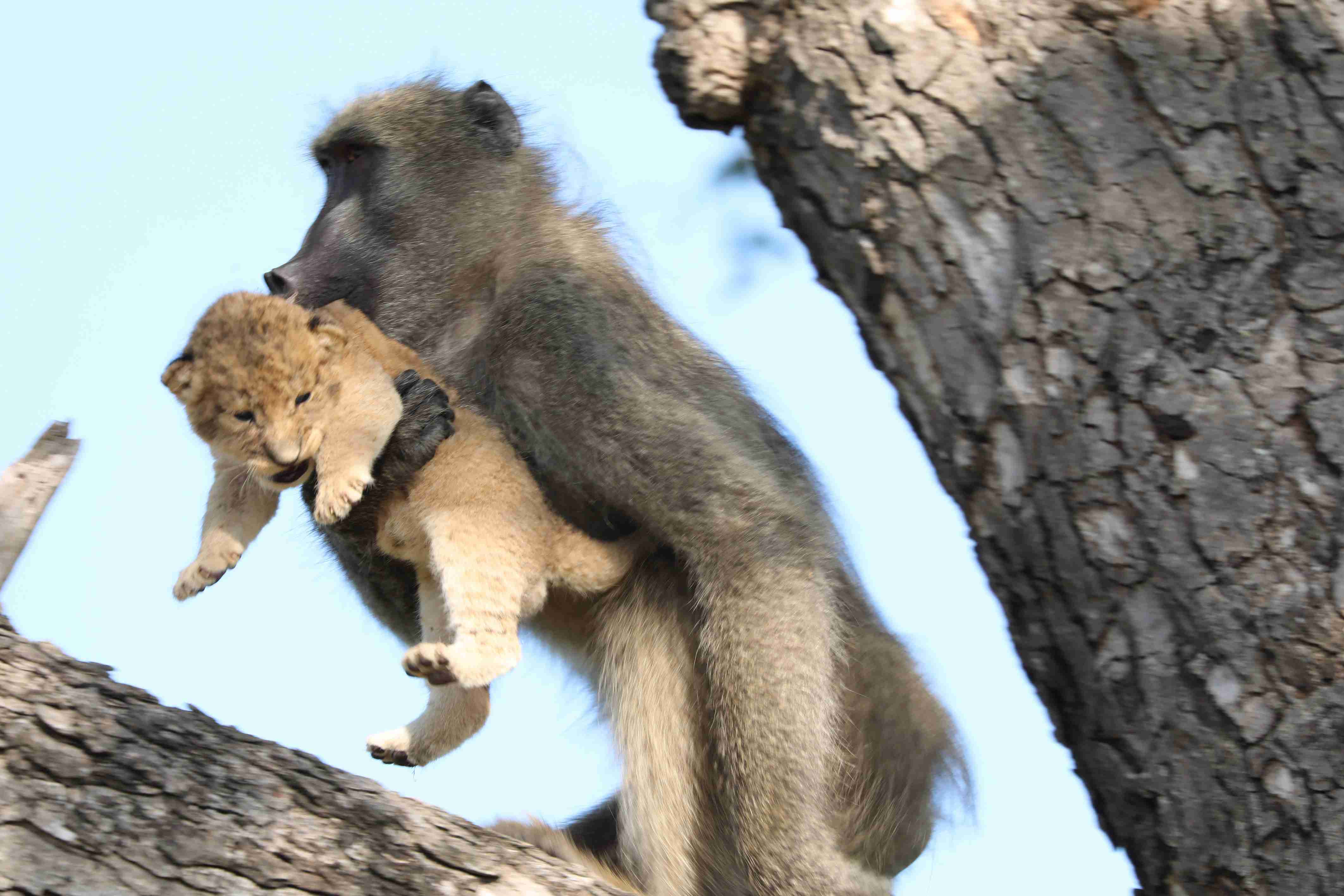 仲良し異種動物の画像を貼るトピ