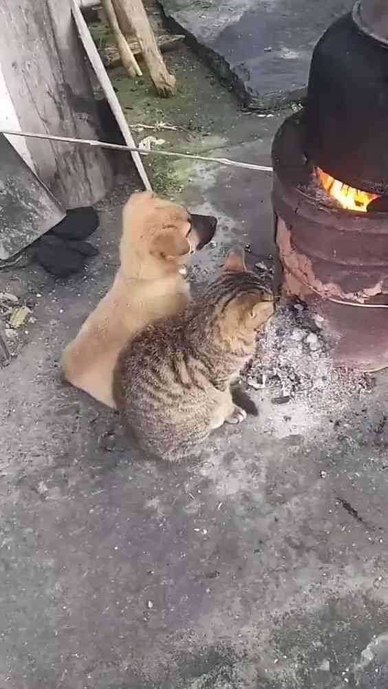 仲良し異種動物の画像を貼るトピ