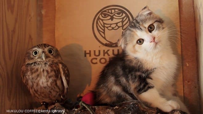 仲良し異種動物の画像を貼るトピ