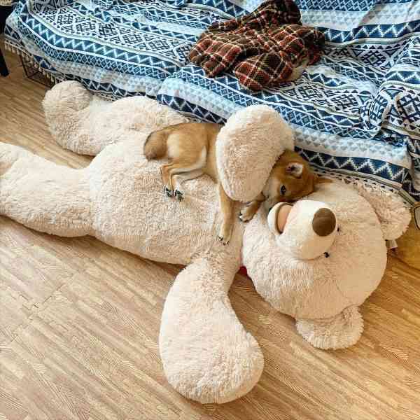仲良し異種動物の画像を貼るトピ