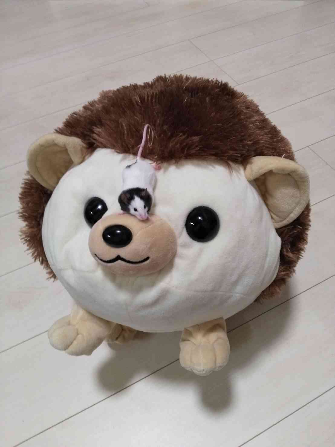 仲良し異種動物の画像を貼るトピ