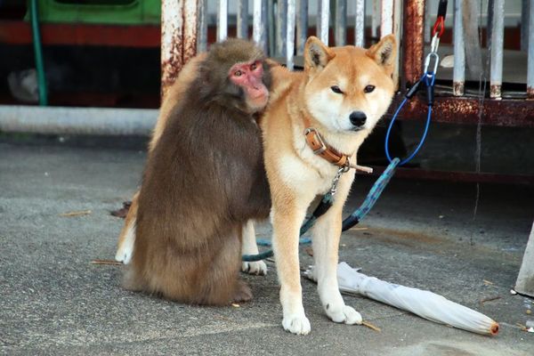 仲良し異種動物の画像を貼るトピ