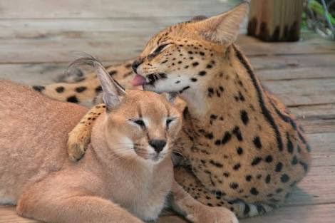 仲良し異種動物の画像を貼るトピ