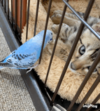 仲良し異種動物の画像を貼るトピ