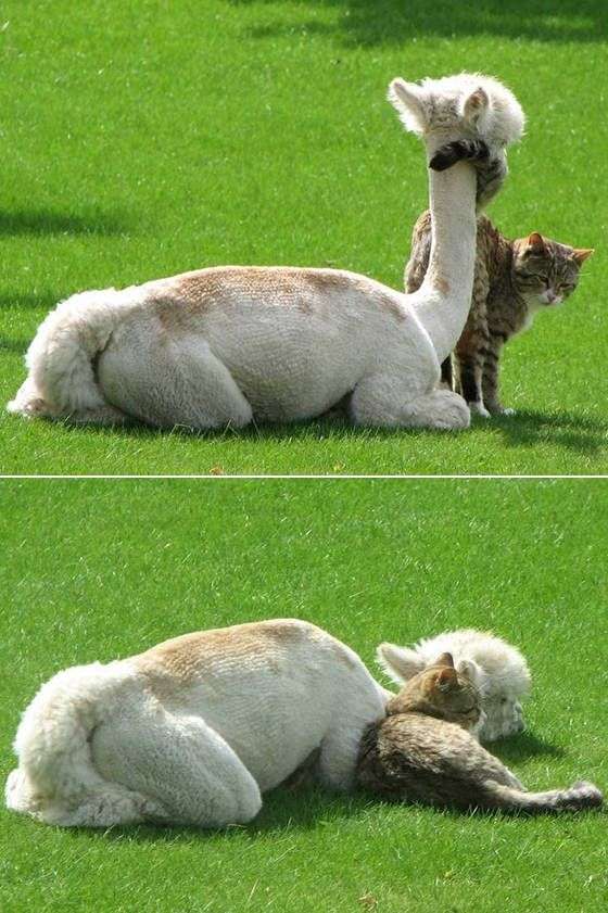 仲良し異種動物の画像を貼るトピ