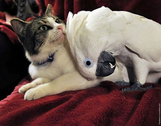 仲良し異種動物の画像を貼るトピ