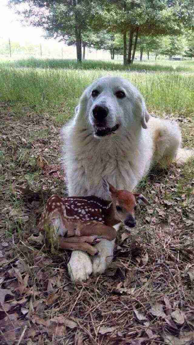 仲良し異種動物の画像を貼るトピ