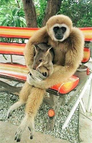 仲良し異種動物の画像を貼るトピ