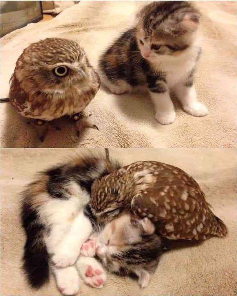 仲良し異種動物の画像を貼るトピ