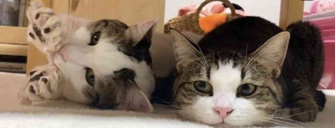 仲良し異種動物の画像を貼るトピ