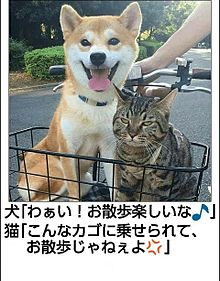 仲良し異種動物の画像を貼るトピ