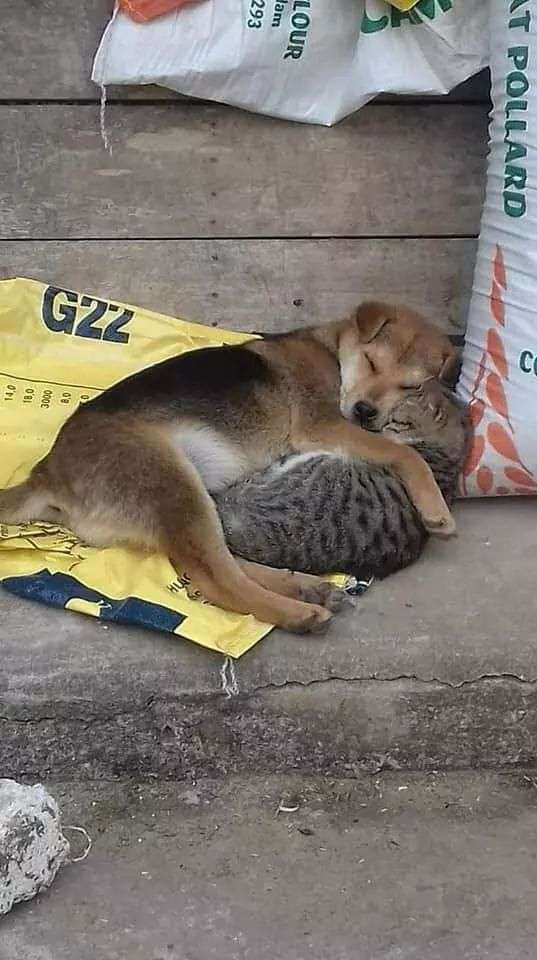 仲良し異種動物の画像を貼るトピ