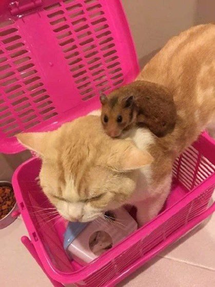 仲良し異種動物の画像を貼るトピ