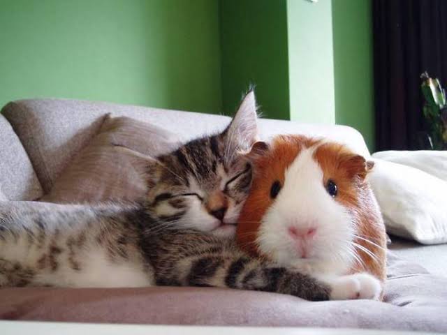 仲良し異種動物の画像を貼るトピ