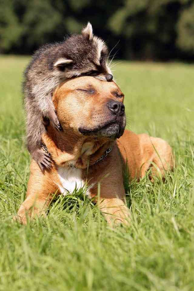 仲良し異種動物の画像を貼るトピ