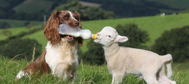仲良し異種動物の画像を貼るトピ
