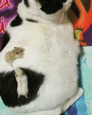 仲良し異種動物の画像を貼るトピ