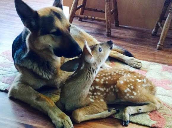 仲良し異種動物の画像を貼るトピ