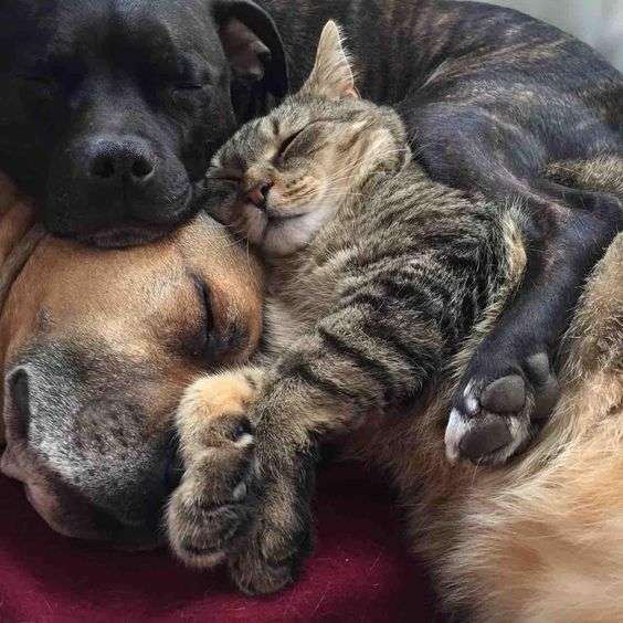 仲良し異種動物の画像を貼るトピ