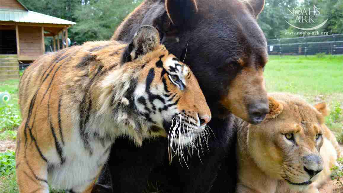 仲良し異種動物の画像を貼るトピ