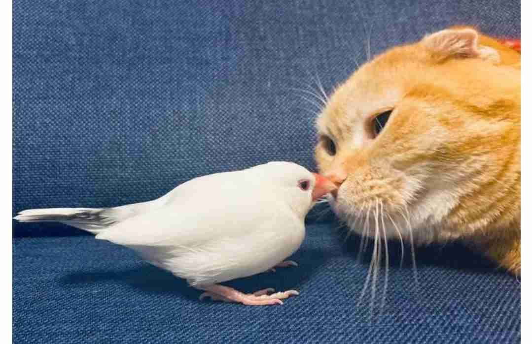 仲良し異種動物の画像を貼るトピ