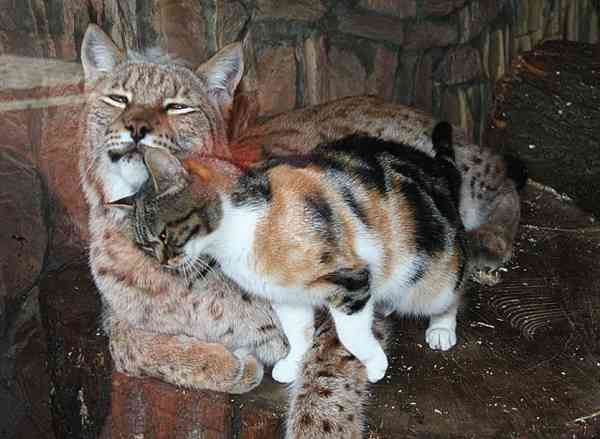 仲良し異種動物の画像を貼るトピ