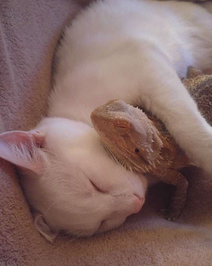 仲良し異種動物の画像を貼るトピ