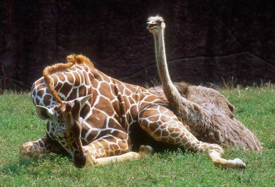仲良し異種動物の画像を貼るトピ