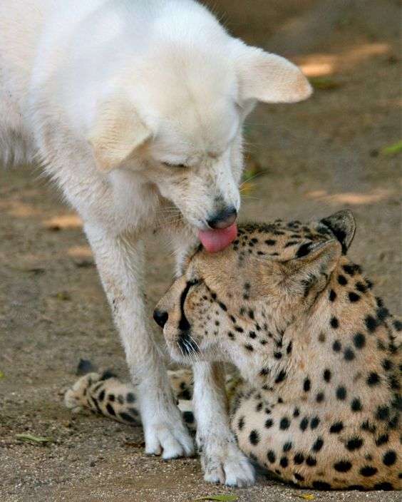 仲良し異種動物の画像を貼るトピ
