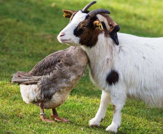 仲良し異種動物の画像を貼るトピ