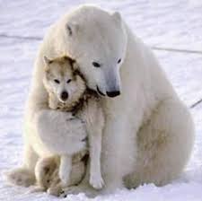 仲良し異種動物の画像を貼るトピ