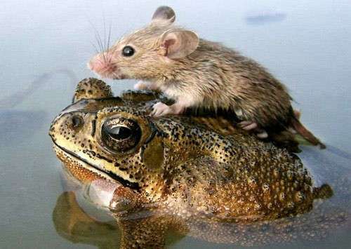 仲良し異種動物の画像を貼るトピ