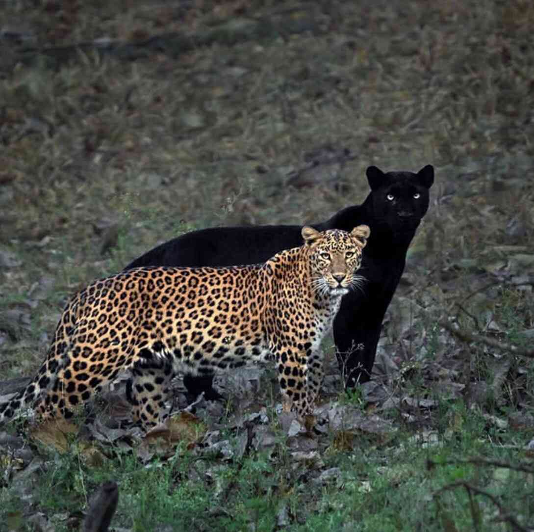 仲良し異種動物の画像を貼るトピ