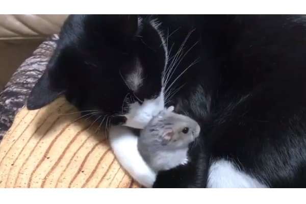 仲良し異種動物の画像を貼るトピ