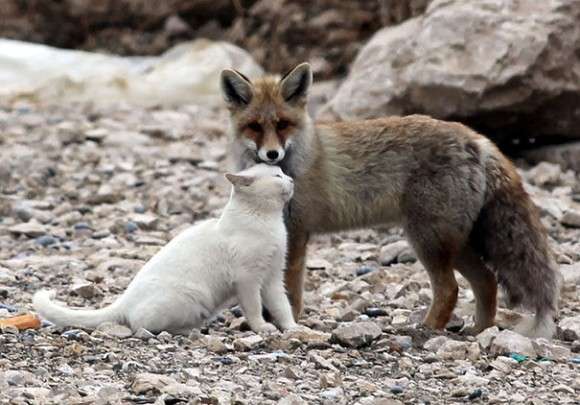 仲良し異種動物の画像を貼るトピ