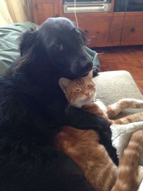 仲良し異種動物の画像を貼るトピ