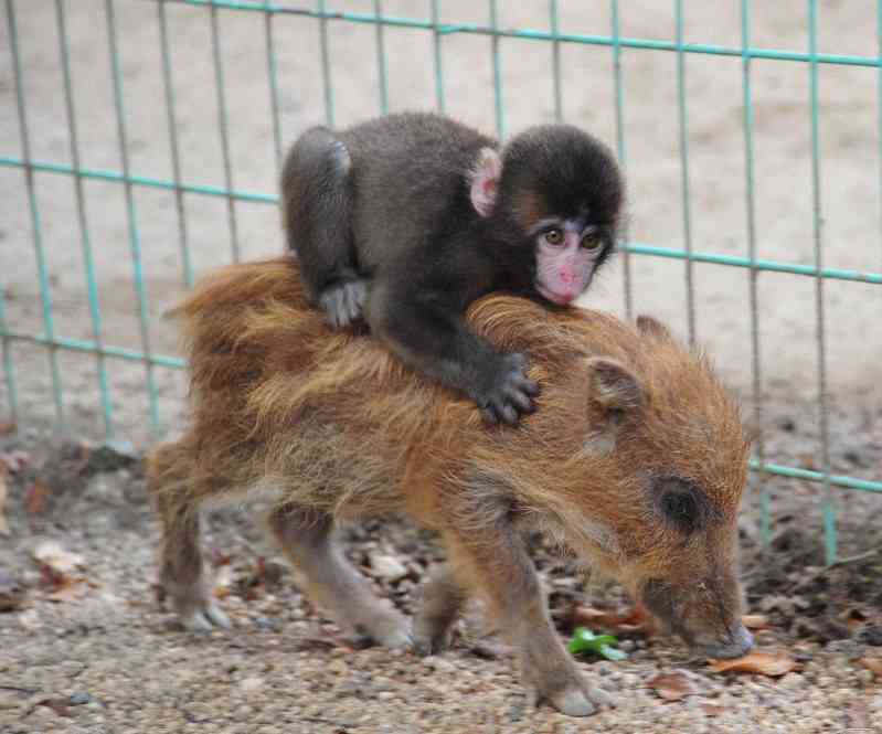 仲良し異種動物の画像を貼るトピ