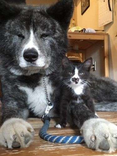 仲良し異種動物の画像を貼るトピ