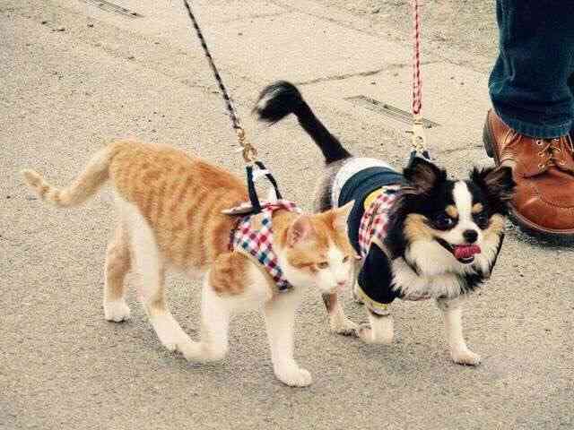 仲良し異種動物の画像を貼るトピ