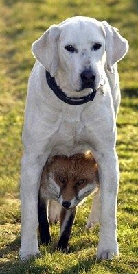 仲良し異種動物の画像を貼るトピ