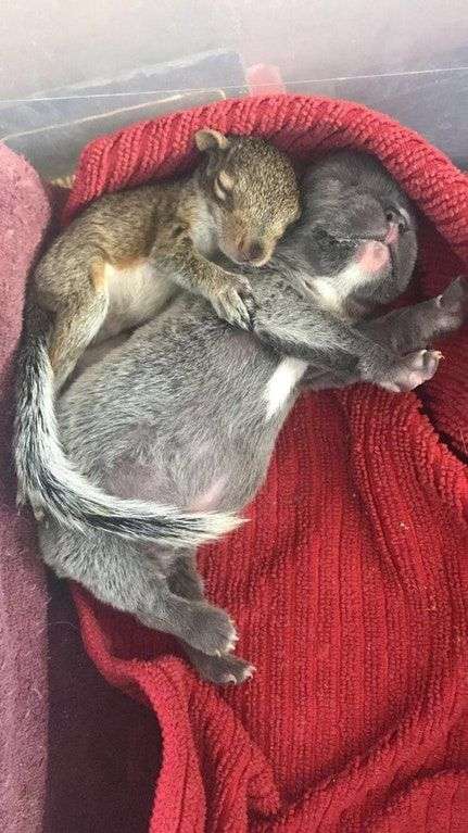 仲良し異種動物の画像を貼るトピ