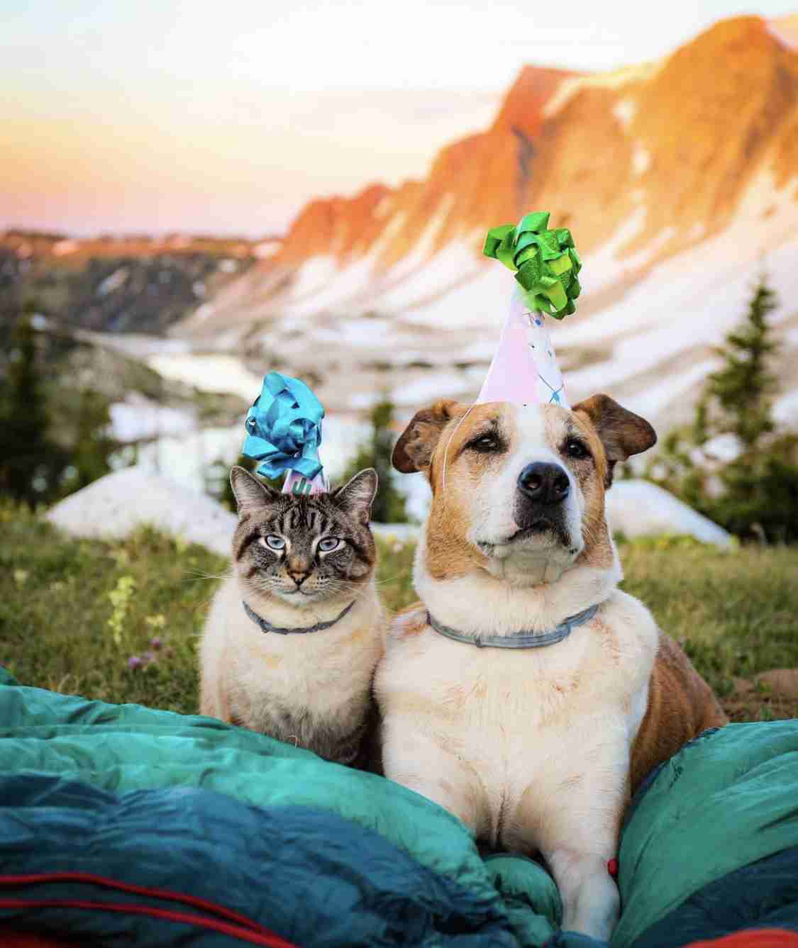 仲良し異種動物の画像を貼るトピ