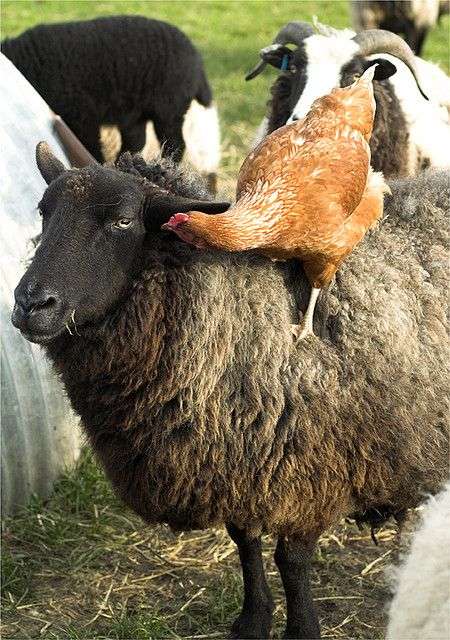 仲良し異種動物の画像を貼るトピ
