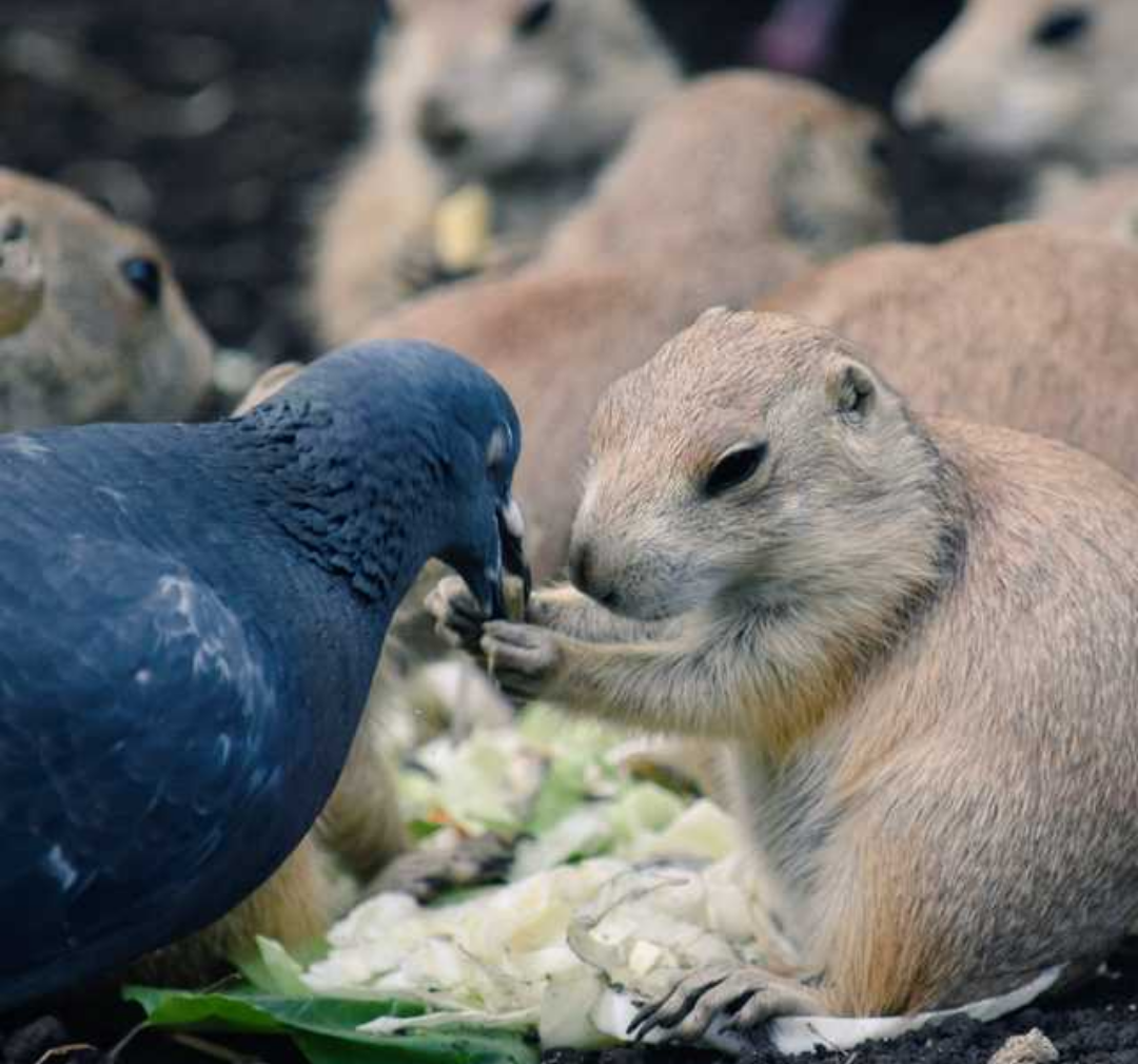 仲良し異種動物の画像を貼るトピ
