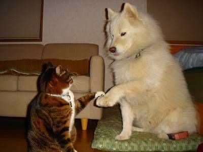 仲良し異種動物の画像を貼るトピ