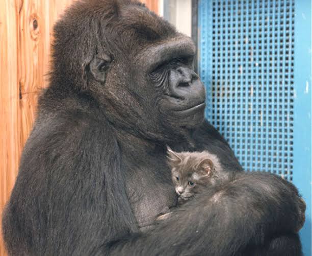 仲良し異種動物の画像を貼るトピ