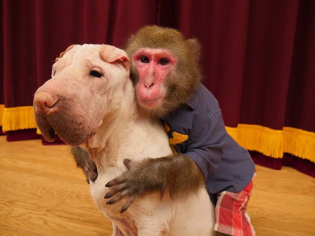 仲良し異種動物の画像を貼るトピ