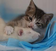 仲良し異種動物の画像を貼るトピ