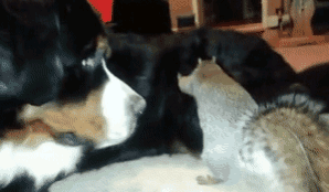 仲良し異種動物の画像を貼るトピ