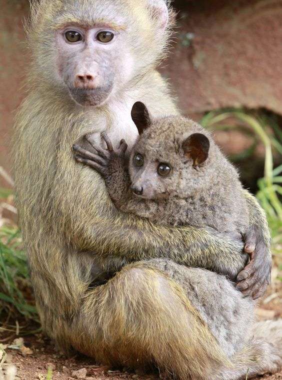 仲良し異種動物の画像を貼るトピ
